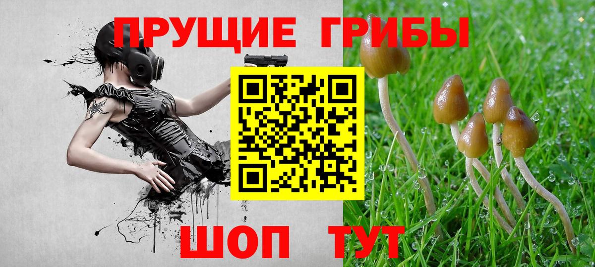 Галлюциногенные грибы Psilocybe  Вход с VPN  Сызрань  Галлюциногенные грибы мицелий 
